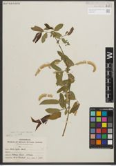 Foto von Salix nigra Marshall
